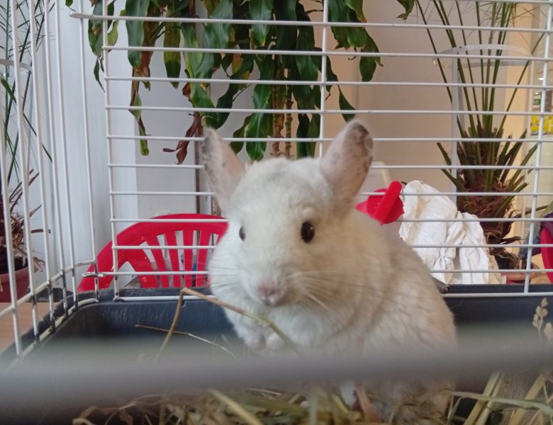 10 февраля в Доме Учёных Краснообска в рамках ежегодного Дня российской науки прошëл четвертый молодежный научно-популярный экологический форум «Майский жук».